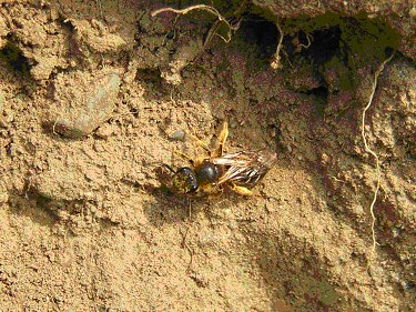 Solitary bee on mud bank