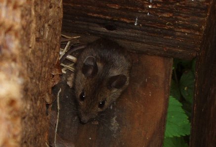 Mouse inside a hive