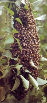 Swarm of bees hanging in a branch